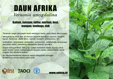 daun afrika vernonia amygdalina  baik  kesehatan