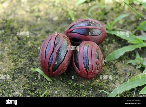 Nutmeg, nutmeg tree (Myristica fragrans), Nutmeg family, Nutmeg seeds ...