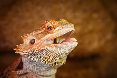 Bearded Dragon Care Guide Exotics Keeper Magazine