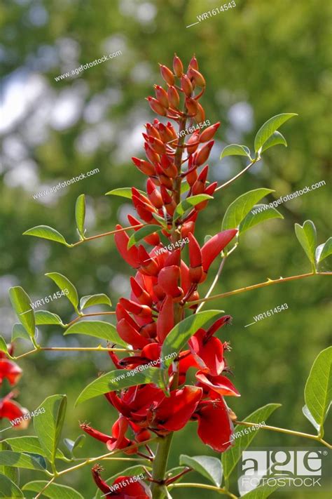 Erythrina Crista Galli Cockspur Coral Tree Naked Stock Photo Picture And Royalty Free Image
