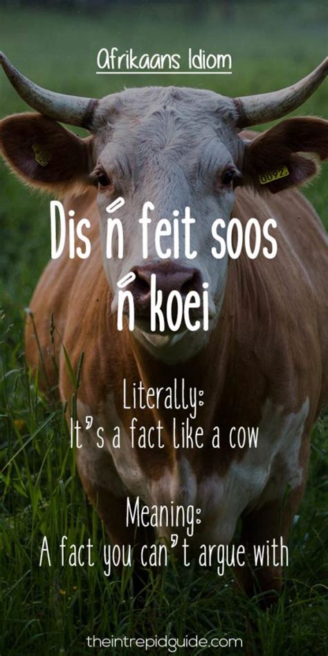 Funny Afrikaans Sayings | Hot Sex Picture