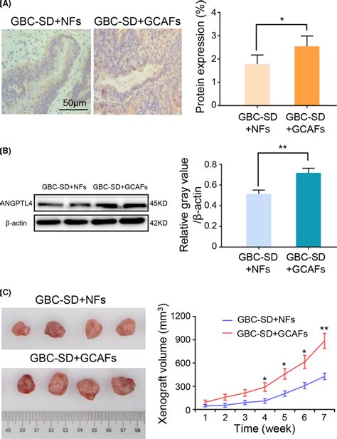 Upregulated ANGPTL4 Expression In The Xenografts Of Nude Mice Obtained
