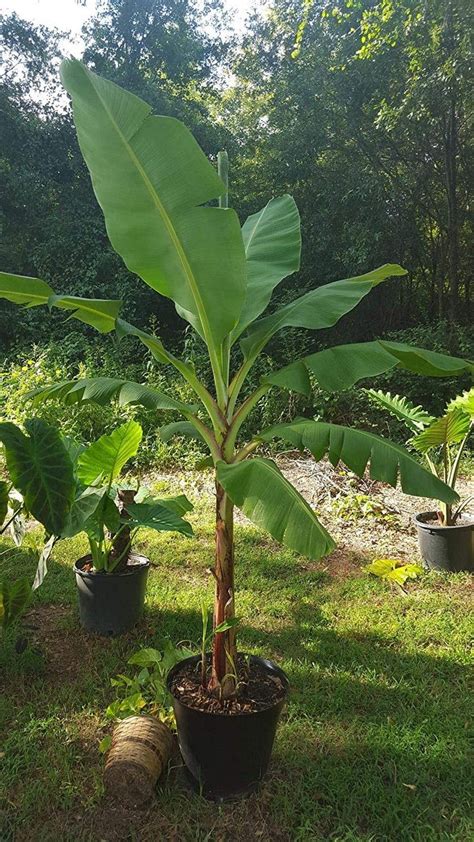 Grand Nain Banana Plant Dwarf Banana Tree Live Banana Etsy Artofit