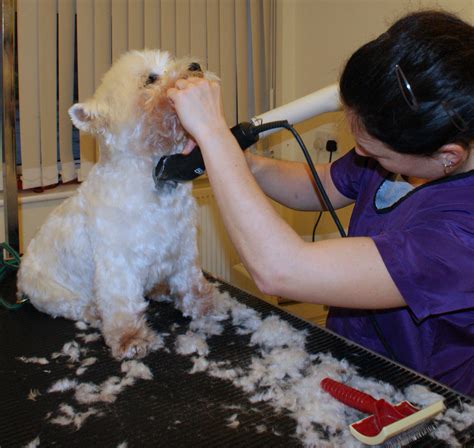 Find the best grooming services at pets at home oldbury west midlands 30