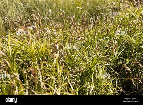 Carex Muskingumensis Palm Sedge Stock Photo Alamy