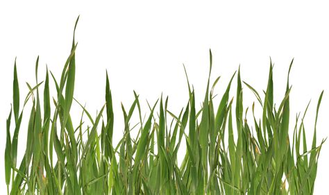 Grass Png Image Green Grass Png Picture Free Icons And Png