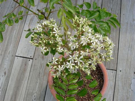 Муррайя – уход в домашних условиях. Выращивание мурайи, пересадка и ...