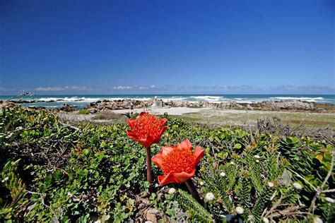 Cape Agulhas Dune Fynbos Overberg South Africa Dune Fyn Flickr