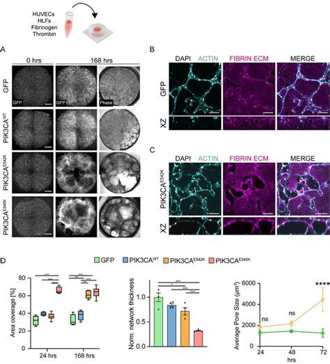 D Culture Of Endothelial Cells Expressing Constitutively Active Pik Ca