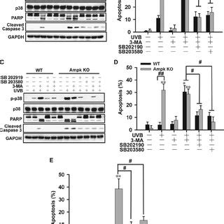 Inhibition Of P Pathway Attenuates Uvb Induced Apoptosis In