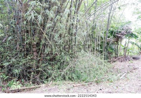 Bamboo Tree Garden Yogyakarta Indonesia November Stock Photo 2222514343