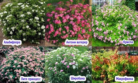 Спирея Фото Разные Сорта – Telegraph