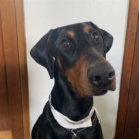 OTOHEMATOMA on floppy ears - Suggestions? | Doberman Forum : Doberman