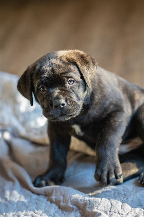 Puppies | Nova Grandessa Cane Corsos