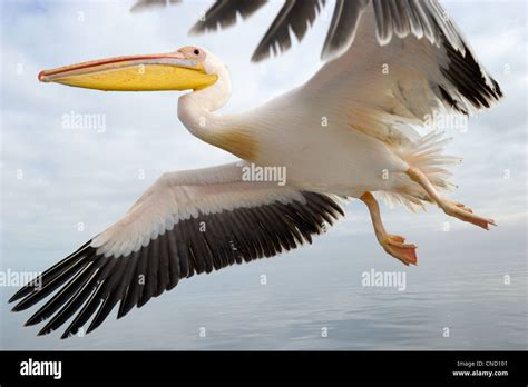 Great White Pelican Flying Stock Photo Alamy