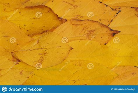 Fallen Colorful Autumn Leaves Lie On The Ground Stock Photo Image Of