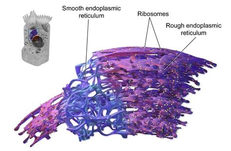 Endoplasmic Reticulum - Definition, Function and Structure | Biology ...