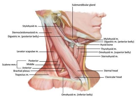 Omohyoid Muscle - Full Circle School of Massage Therapy