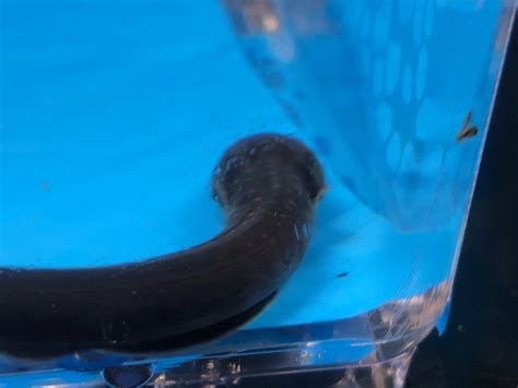 Electric eel for sale - Exotic Fish Shop - 774-400-4598