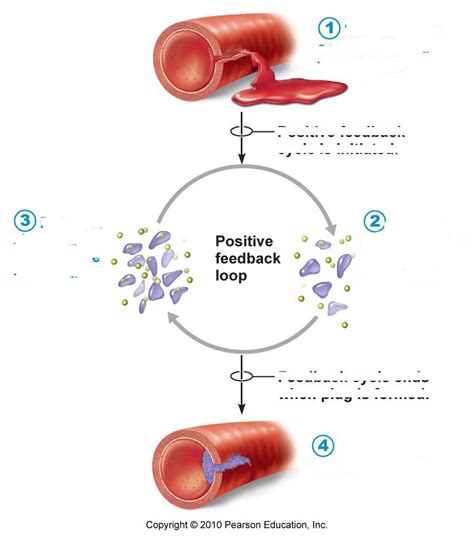 Positive Feedback Loop Diagram Quizlet