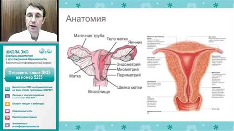 Хронический эндометрит. Как подготовиться к процедуре ЭКО? - YouTube