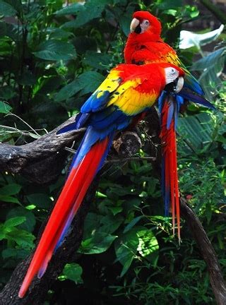 Tropical Rainforest Biome Facts