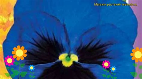 Виола гибридная Ултрамарин. Краткий обзор, описание характеристик viola ...