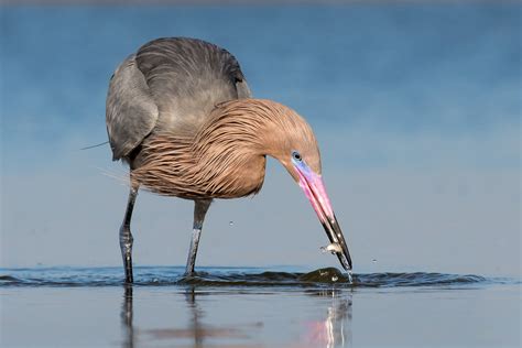 Reddish Egret | Audubon Field Guide
