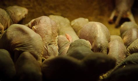 Long Live The Naked Mole Rat Asian Scientist Magazine