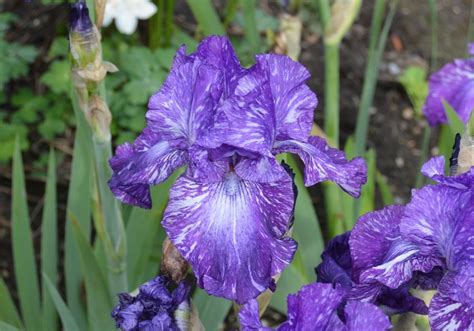 Tall Bearded Iris Iris Out Of Control In The Irises Database