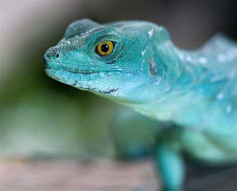 Plumed Basilisk Animals Beautiful Cute Animals Animals