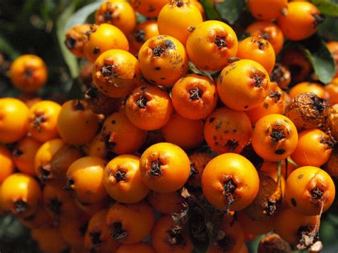 Безплатна снимка : растение, цвете, оранжев, храна, продукция, есен ...
