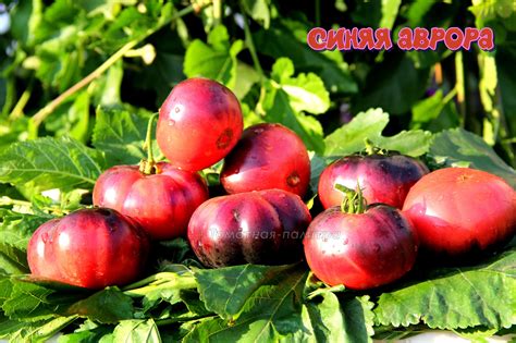 Набор САМЫЕ РАННИЕ - Томатная палитра