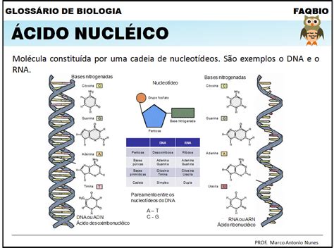 O Que É Um Ácido Nucleico - FAQBIO - Apoio ao Estudo de Biologia: Glossário de Biologia: ácido nucléico