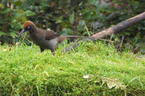 Kumul Lodge Reef And Rainforest Tours