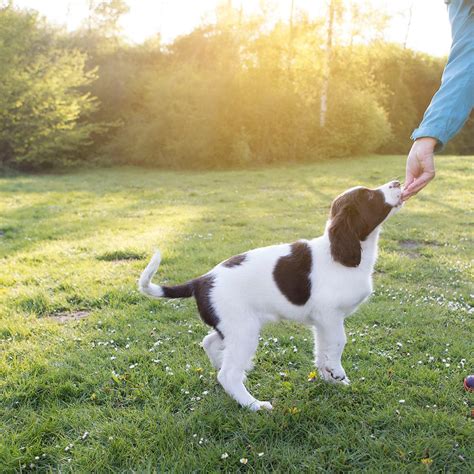 Top Comandos Para Cachorros