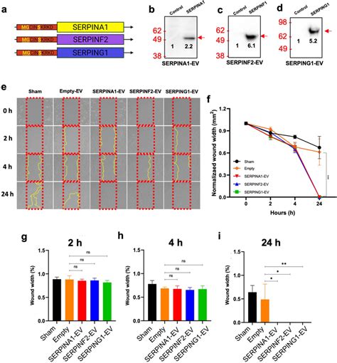 Testing Of Serpin Loaded EV Activity In Vitro A Fusions Of An Amino