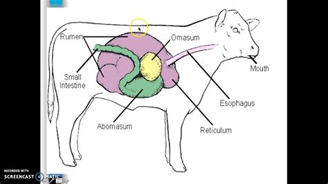 Animal Science Digestion Youtube