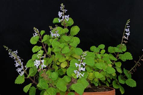 Swedish Ivy Plectranthus Verticillatus