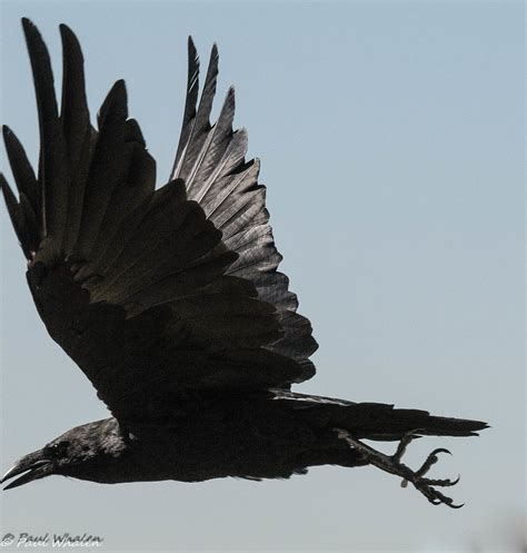 Chihuahuan Raven Corvus Cryptoleucus Just About Missed T Flickr