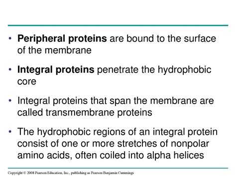 membrane structure  function
