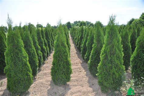 Питомник туи в Подмосковье