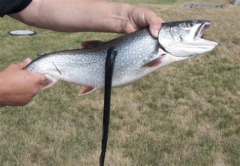 The Battle Against Invasive Sea Lamprey In The Great Lakes Rages On