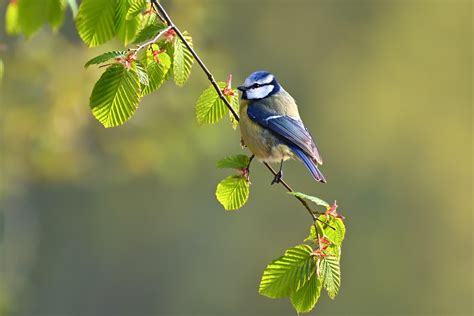 Free Tits Nature Images Pixabay
