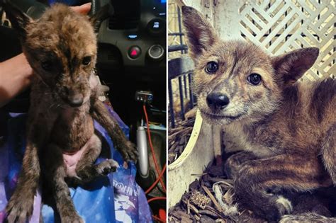 I rescued an adorable 'mystery' pup I found all alone - DNA results ...