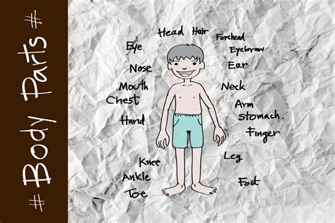 part  body vocabulary  illustration  stock photo public