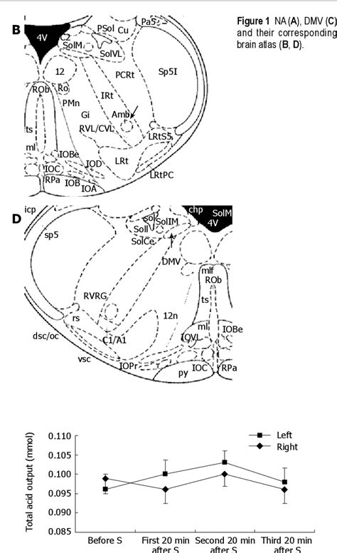 Figure 1 From Effects Of Nuclei Ambiguus And Dorsal Motor Nuclei Of Vagus On Gastric H And Hco3