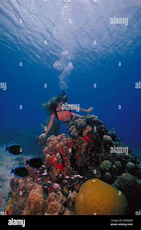 A Scuba Diving Bikini Girl In A Bikini Poses Above The Coral Reef In The Warm Caribbean Waters
