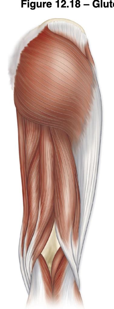 Posterior Thigh Diagram Quizlet