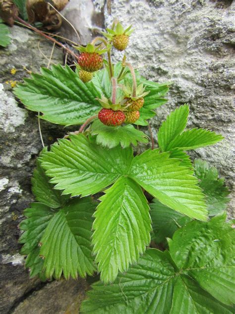 wild strawberry ground cover 1